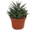 exotenherz Haworthia fasciata - Zebra-Haworthie - in vaso da 10,5 cm