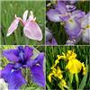 NATURAVIVA BASSANO PIANTE DI IRIS PALUSTRI IN MIX - 3 PIANTE