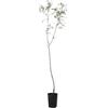 Vivaio Garden Forest Sorbo domestico (Sorbus domestica) Albero | Caducifoglio rustico e longevo, Da frutto e ornamentale, Resistente a freddo e siccità, Per giardino e campagna