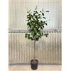 Generico Pianta di Hibiscus Alberello, Ibisco in vaso20, H150cm. Alberello Fiorito (Rosso)