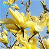 Generic 30 Pezzi Magnolia per le Belle Semi Giardino Luce Gialla