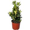 I GIARDINI DI GIULIA - Evonimo Euonymus Livornese Ø18 H.50 | Pianta Sempreverde Decorativa | Ideale per Siepi, Bordure e Giardini | Resistente e Facile da Coltivare