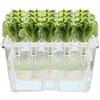 Generisch di coltivazione - Germinatore con 15 baccelli per germinazione e piantagione - da giardino interno per la casa - per esterni agricoli, serra, cortile, cucina