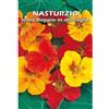 Floriana-Bulbose NASTURZIO rampicante in miscuglio (SEMI DA FIORE)