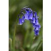 Generic 25 graines de JACINTHE DES BOIS (Hyacinthoides Non-scripta) G8 28 BLUEBOTTLE SEEDS:Seeds