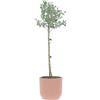 KENTIS - Eucalyptus Gunnii - Alberello Eucalipto - Piante Vere da Esterno Resistenti - Pianta da Giardino Antizanzara - H 40-50 Vaso Ø 15 cm