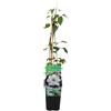 Bloomique - Clematis 'Miss Bateman' - Clematide - Bianca - Rampicante - Piante da giardino - Resistente al freddo - Alta 50-70 cm - Vaso 15 cm