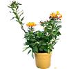 POWERS TO FLOWERS - ALSTROEMERIA ARANCIONE XXL, VASO 20CM DIAMETRO, IDEALE PER RECISO, pianta vera