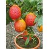 Vivaio di Castelletto Limone Rosso, Citrus Limonimedica Pigmentata, Pianta in Vaso ø 22 cm, Pianta Agrumi di Sicilia, Vivaio di Castelletto