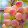 Generic viti - uva da spalliera uva Coltivazione di ver da appartamento per gli amanti del giardino Acquista biologici 130semi
