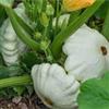 Mondonatura Zucchino Custard White semi in Busta
