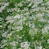 Generico Semi di Coriandolo da Piantare | Alta Germinazione | Pianta Aromatica per Orto, Vaso e Balcone | Coriandolo per Cucina e Spezie | Facile da Coltivare | Molteplici Semi