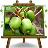 EURO PLANTS VIVAI Actinidia - Kiwi Arguta Issai pianta da frutto autofertile su vaso 20 cm - Altezza 150-170 cm - Età 2 anni.