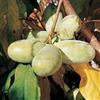 Generisch 2 banane indiane da 30 a 50 cm Peterson diversità Asimina triloba innestata resistente al gelo -25 °C + spedizione