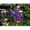 Vivaio Garden Forest Wisteria Brachybotrys Iko Yama Fuji - Glicine Viola Intenso Rampicante Profumato, Pianta Ornamentale da Giardino