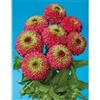 wedinard Nuovo! 25+ Gigante Regina Rossa Verde di Calce Zinnia Semi/Annuali