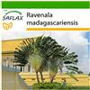 SAFLAX - Albero del viaggiatore - 8 semi - Con substrato - Ravenala madagascariensis