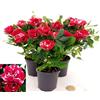 POWERS TO FLOWERS - ROSA DA GIARDINO NANA RAMPICANTE e RIFIORENTE, ROSA ROSSA BICOLORE, 3 PIANTE, VASO 8CM, Piante Vere