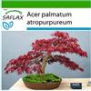 SAFLAX - Acero palmato rosso - 20 semi - Con substrato - Acer palmatum atropurpureum