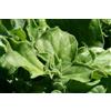 Generic 80 graines FICOÏDE GLACIALE (Mesem bryanthemum Crystallinum) H 816 DIAMOND FIG SEEDS:Seeds