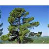 Generico 20 Semi di Pino Marittimo (Pinus Pinaster)