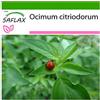 SAFLAX - Basilico limone - 200 semi - Con substrato - Ocimum citriodorum