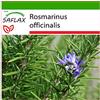 SAFLAX - Rosmarino - 100 semi - Con substrato - Rosmarinus officinalis