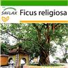 SAFLAX - Fico sacro - 100 semi - Con substrato - Ficus religiosa