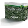 Bottos Sementi per Prato di Dicondra Repens - 100 g