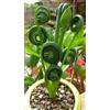 Generic 6 graines ALBUCA TIRE-BOUCHON (Albuca spiralis) N74 FIZZLE SIZZLE SEEDS SEMILLAS