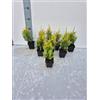 Generico 10 Piante di Cupressus macrocarpa 'Gold Rider' - Conifera Sempreverde Giallo Oro | Crescita Veloce | Ideale per Siepi e Giardini - Vaso 7 cm - Vivai Giulian Giovani Piante