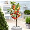 Generico VIVAIO GARDEN FOREST Melo nano, pianta da frutto nana da vaso, melo ornamentale e produttivo, ideale per balcone, terrazzo e giardino