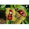 Vivaio di Castelletto Castagno comune Castanea sativa pianta di 2/3 anni vaso ø18 cm Vivaio di Castelletto