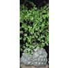 Generic Testudinaria Elephantipes, Dioscorea Plante Piede di Elefante Yam Caudiciform 5 Grani