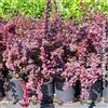 Generic Berberis Thumbergii Atropurpurea, 8 piante alte 30/40 cm, vaso Ø15