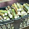 Generic semi di canna da zucchero biologici, canna da zucchero esotiche resistenti, del letto rialzato da balcone di pilastro, 500pcs