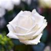 le Georgiche Vivai le Georgiche - Pianta vera di Rosa - Bianco Puro - vaso Ø 18 cm