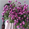 Generic Semi di amaranto globo - per luoghi soleggiati Gomphrena globosa - rare del da giardino, sementi biologiche 100pcs