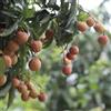 Generic semi di litchi, resistenti per il giardino Litchi chinensis, frutteto esotici balcone 30pcs