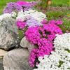 Generic Semi di flox da tappeto, semi di Flox subulata, da giardino resistenti per esterno resistenti 100pcs