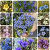 Generic semi di genziana Giardino al coperto, campo da balcone di genziana culinarie da balcone, 250pcs