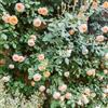 GardenersDream Rosa Rampicante Pesca - Pianta di Rosa in Vaso Resistente e a Bassa Manutenzione - Rampicante Fiorita per Muri, Pergolati e Recinzioni