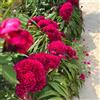 Generic Semi di Celosia, semi di cresta di gallo, varietà antiche Celosia cristata, esotici rare decorazione del giardino per esterno 100pcs