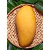 Vivaio Garden Forest - Pianta di Mango Ataulfo (Mangifera indica) H 140 cm - Mango Giallo Messicano Dolcissimo - Frutto Tropicale da Coltivazione - Vaso