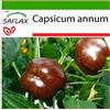 SAFLAX - Peperoncino Sweet Chocolate - 10 semi - Con substrato - Capsicum annum