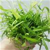 Generic spinaci d'acqua - spinaci d'acqua semi di biologici, varietà antiche semi di serra da giardino per aiuole rialzate rare varietà antichi 350semi