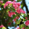 AMDGarden Crataegus Laevigata Paul's Scarlet Biancospino Fiore Rosso Doppio h 100 cm in Vaso 18 cm Albero Ornamentale per Esterni