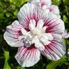 le Georgiche Vivai le Georgiche - Pianta vera di Hibiscus syriacus Starburst Chiffon Hibiscus syriacus 'Rwoods6' Ibisco, Rosa di Sharon - vaso 6,5 Litri - Quadrato