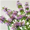 Generic Semi di balsamo dorato, Monarda didyma, regali sostenibili Monarda fistulosa, decorazione del giardino per esterno Le perenni sono resistenti 50pcs