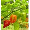 tropical-seeds Habanero Antillais caraibico - 50 semi di peperoncino rosso - il peperoncino rosso più affilato